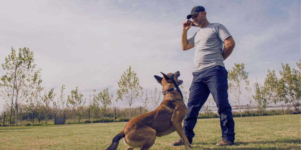 What Do Police Dogs Do Off Duty? Join The Cops